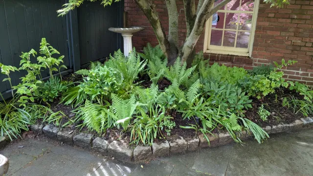 A garden bed with green plants, ferns, and a small tree next to a brick wall, a window, and a bird bath on a pedestal.