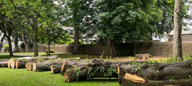 TREE REMOVAL