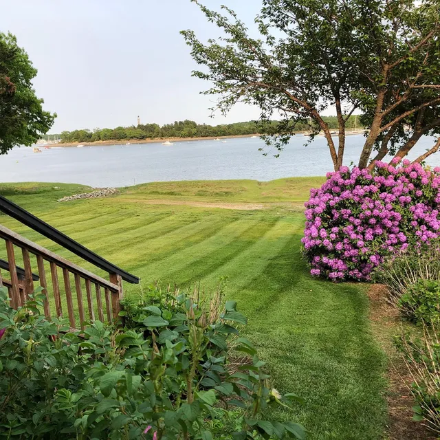 Rhododendron in bloom beside a striped lawn overlooking the water
