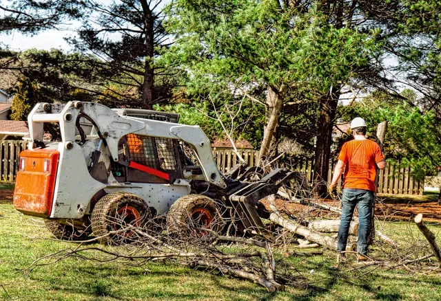 tree care new hampshire tree service
