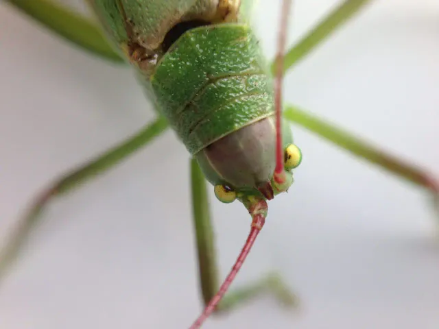 work photo from nutechpest.com
