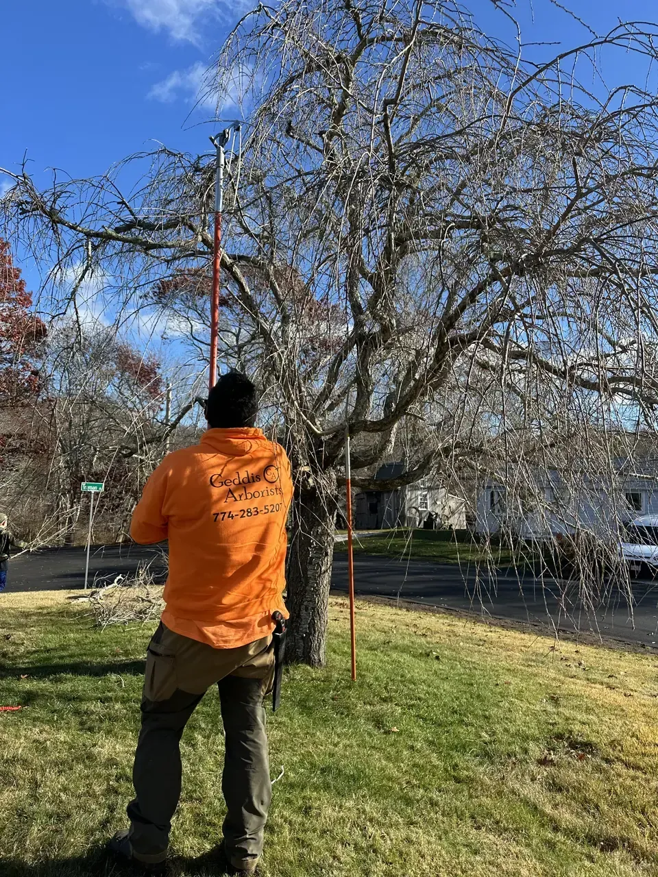 work photo from geddisarborists.com