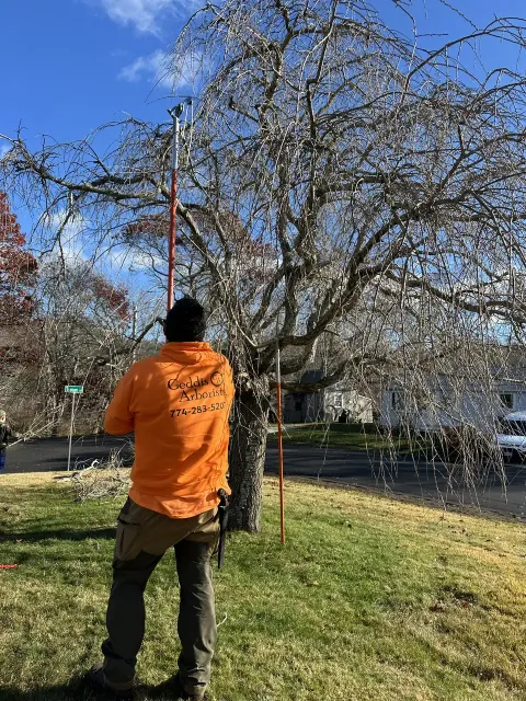 work photo from geddisarborists.com