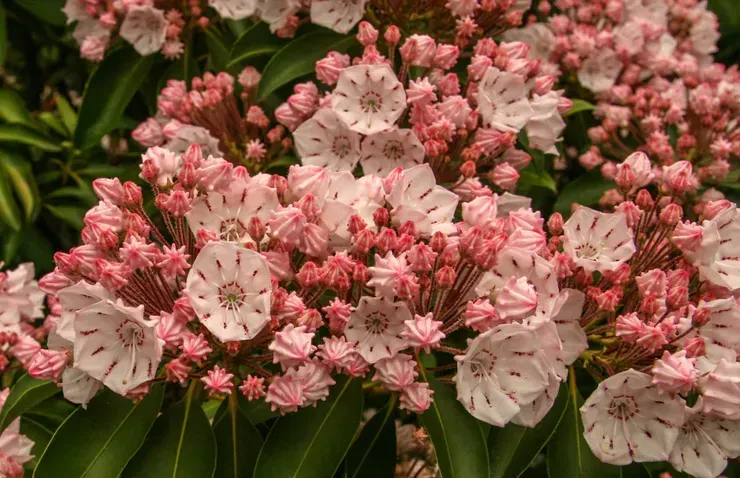 Pink and white mountain laurel flowers with maroon markings; green leaves.