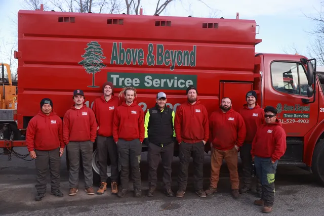ABOVE & BEYOND - Tree Service, LLC work photo