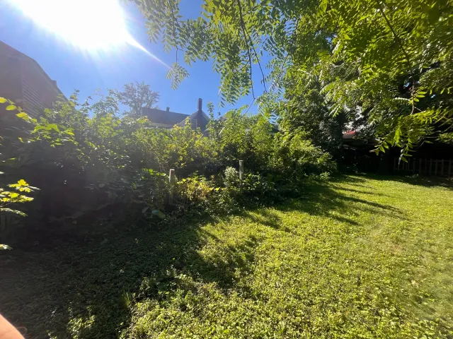 Over grown yard clean up