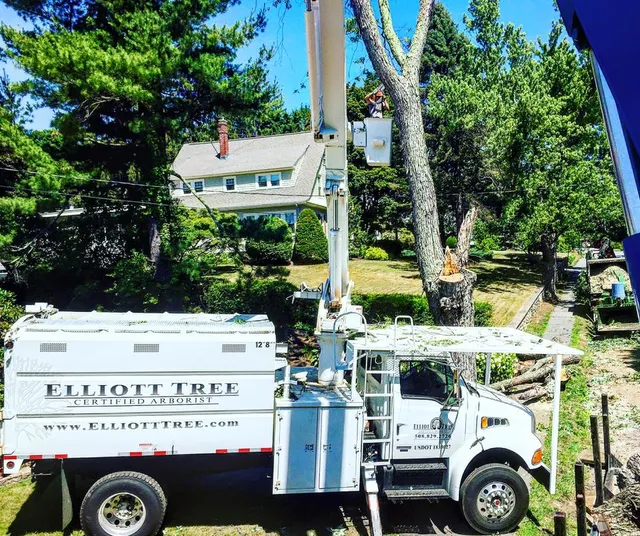 Elliott Tree work photo