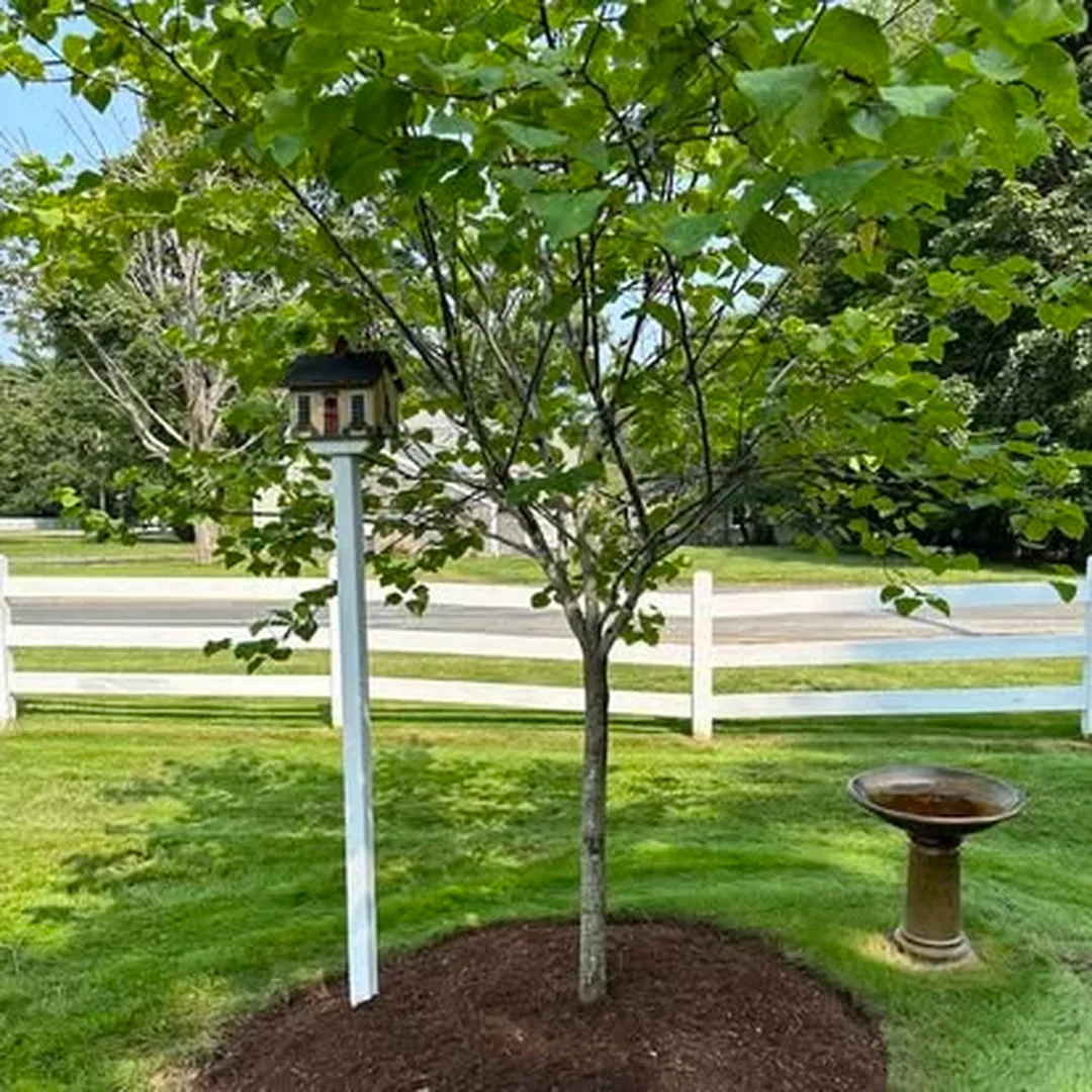 Sometimes the smallest details make a yard feel like home.

This peaceful corner of a Plymouth property says it all. A young tree anchored in fresh mulch, a classic birdbath, and a tidy white rail fence come together to create a spot that feels calm and cared for. That kind of charm does not happen by accident. It comes from thoughtful residential landscaping that balances plantings, open lawn, and the little touches that give a space personality.

• Tree and shrub plantings placed to grow beautifully over time
• Mulch installation that protects roots and keeps beds looking sharp
• Irrigation system installation so new plantings get the water they need
• Lawn care that keeps the whole setting neat and inviting

Early fall is one of the best times to plant trees and refresh garden beds here on the South Shore, since cooler weather helps roots settle in before winter. Whether you want a full redesign or a few simple upgrades, our landscaping services are built around your property and your vision. And if you are dreaming bigger, our patio design services can tie the whole outdoor space together.

Looking for a landscaper who treats your yard like their own? Reach out to South Shore Green Inc. and let's talk about what your space could become.