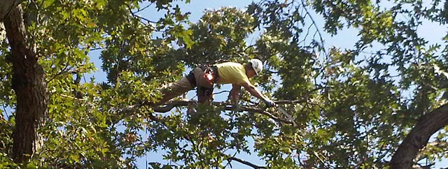 Sporré Tree Service work photo