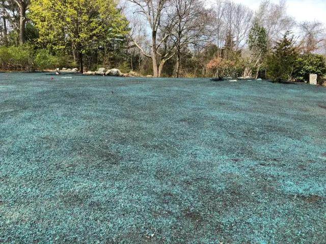 Freshly seeded lawn greening in