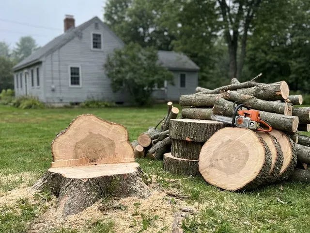 A tree removed and cut into log rounds, with a chainsaw resting on the pile