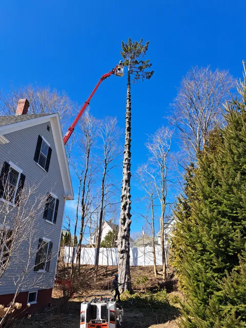 Tree service project photo 4 by New England Tree Service Inc.