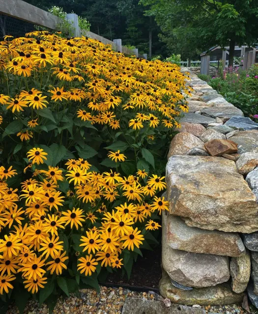 Yellow flowers with black centers, growing alongside a stone wall in a garden setting.