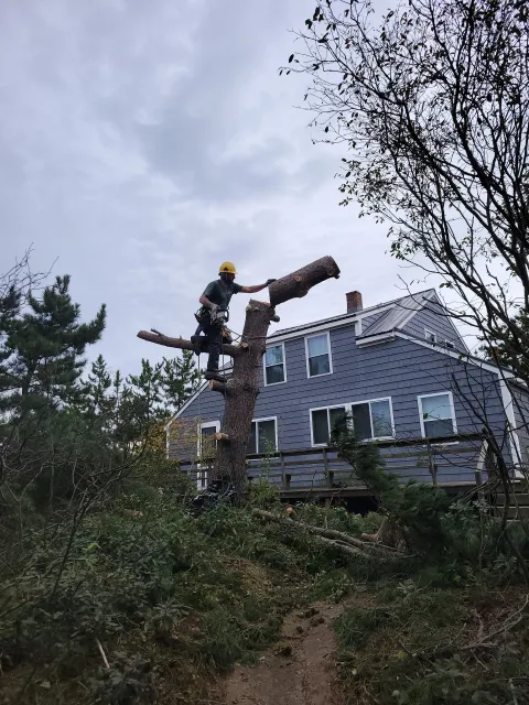 Joe C Tree Services, LLC researched project photo
