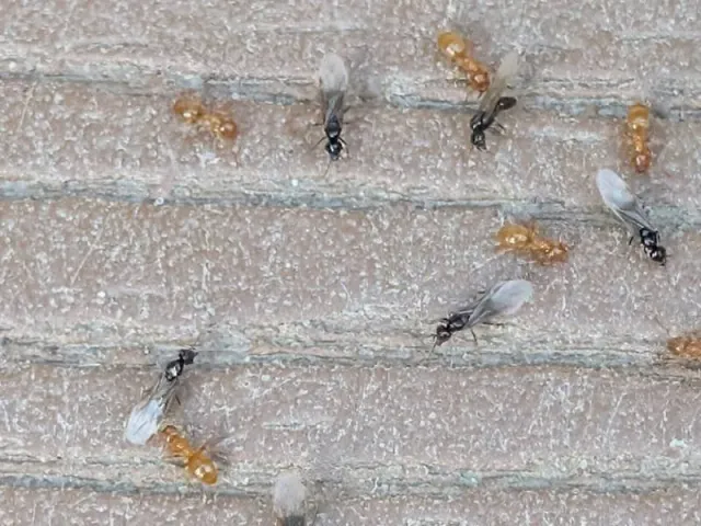 Cornfield Ant Swarm Season Is Coming to Central and Coastal Maine