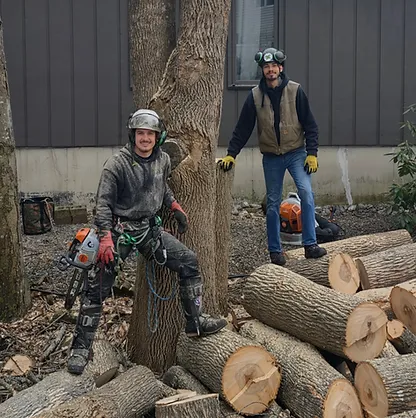 Experienced New Hampshire tree service professionals performing tree maintenance and arborist work on a residential property.