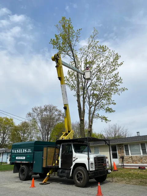 Vasili's Tree Service work photo