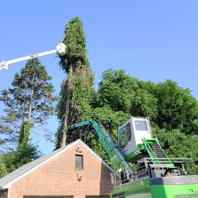 work photo from watsontreeworks.com