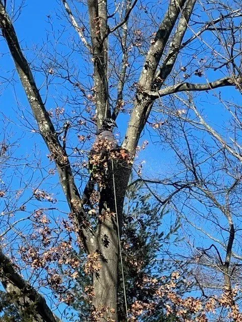 work photo from treetechinc.net