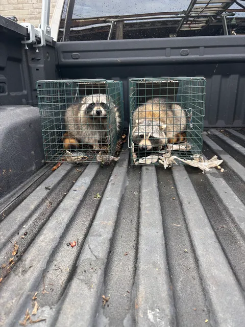 Dempsey's Wildlife Removal and Firewood LLC work photo