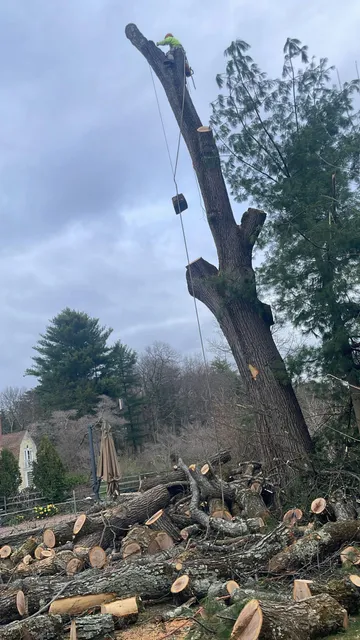 work photo from martineztreework.com