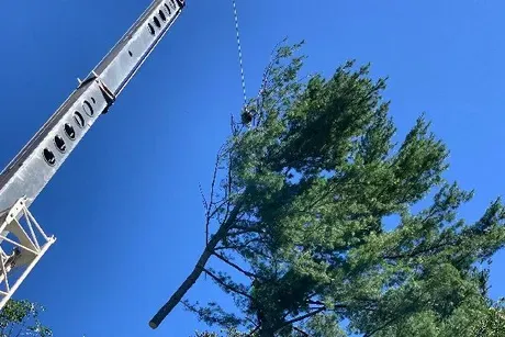 tree removal