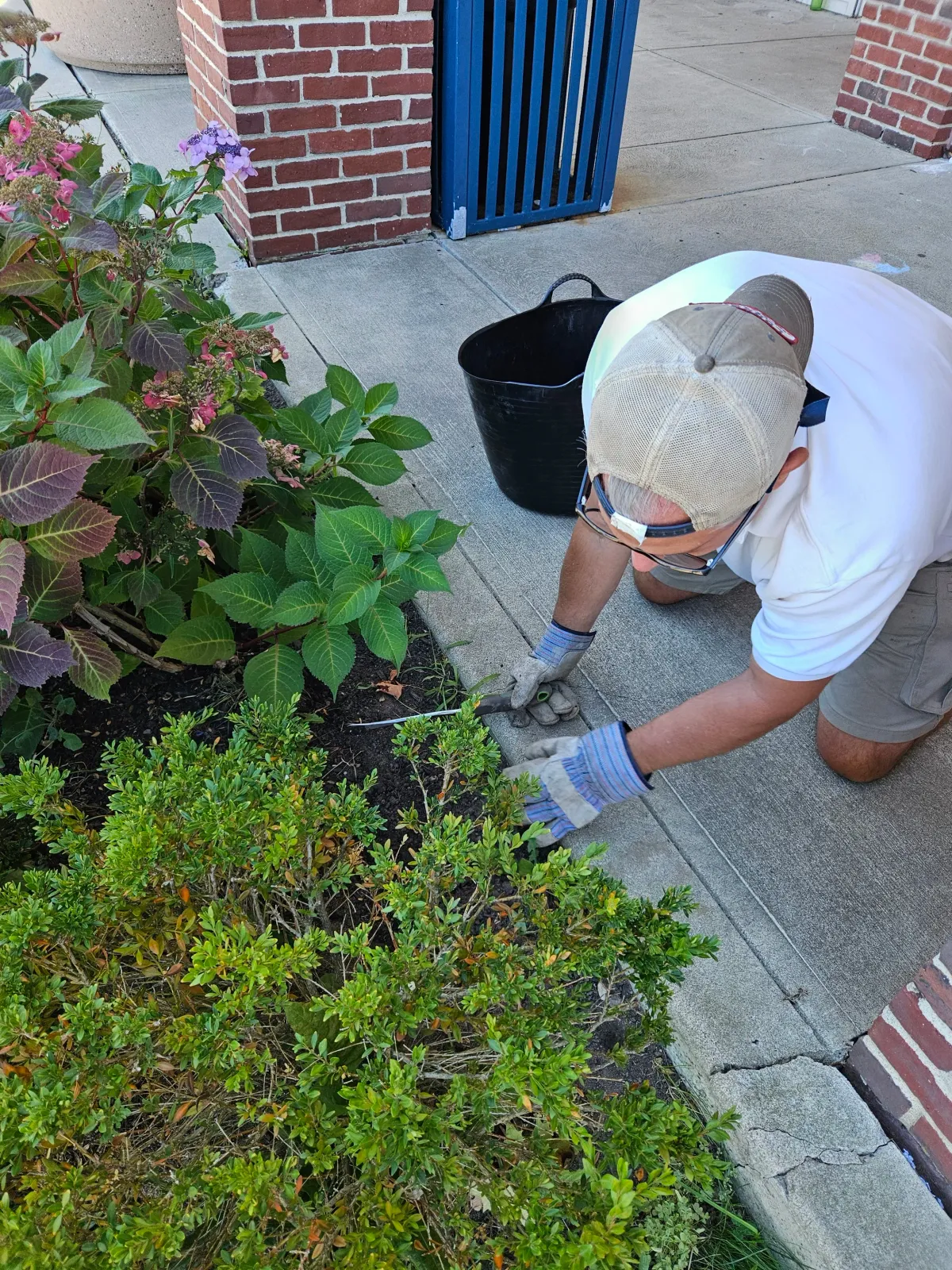 A man kneeling on the sidewalk trimming bushes with pruning shears.