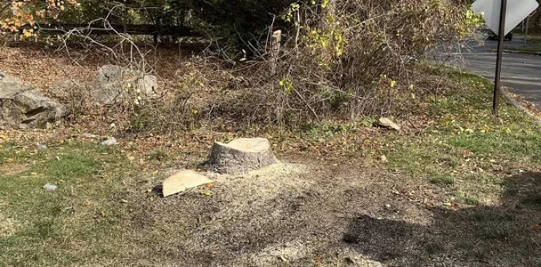 cut tree image
