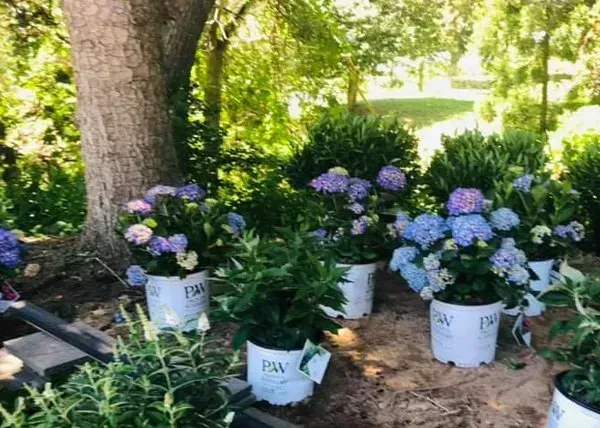 Potted purple and blue hydrangeas under a tree in a sunny garden