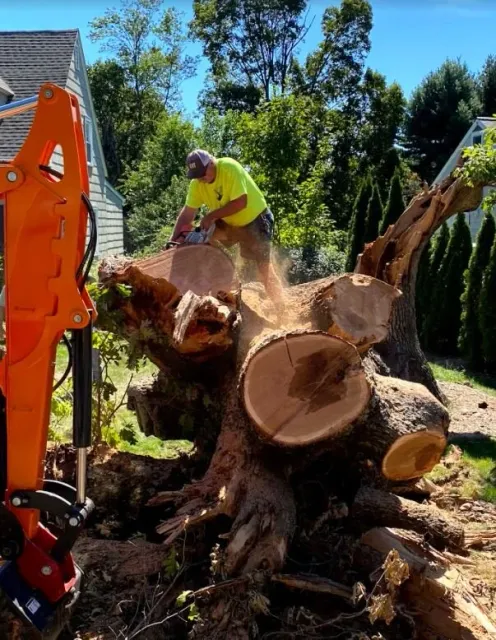 Tree Grinding.JPG