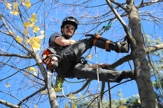 Shady Grove Tree Care work photo