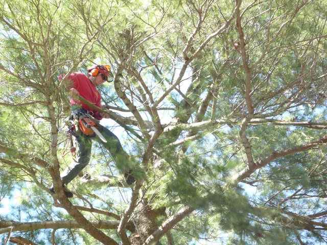 work photo from specializedtree.com