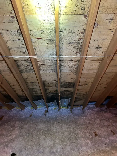Website mold before 1.JPG