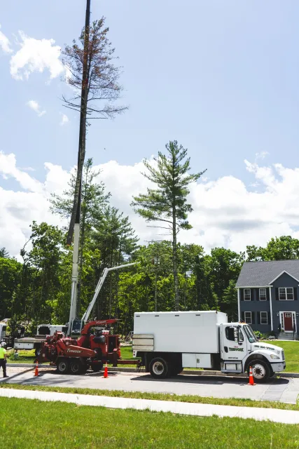 Tree Work for home insurance compliance