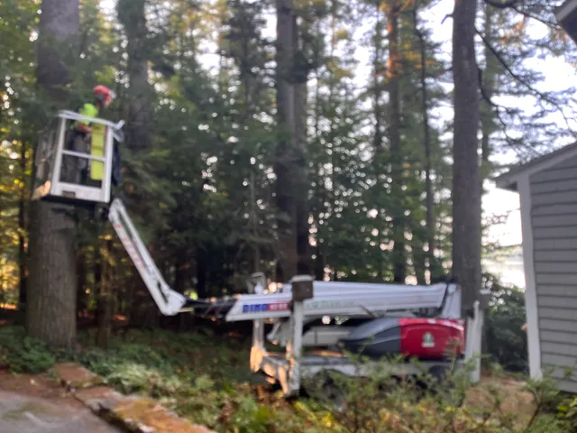 Q-Team Tree Service work photo