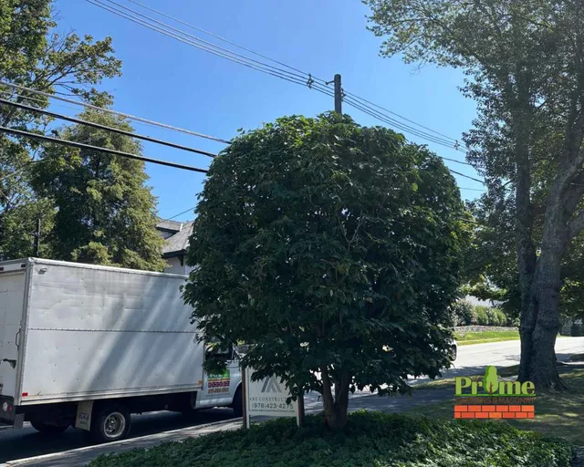 tree pruned