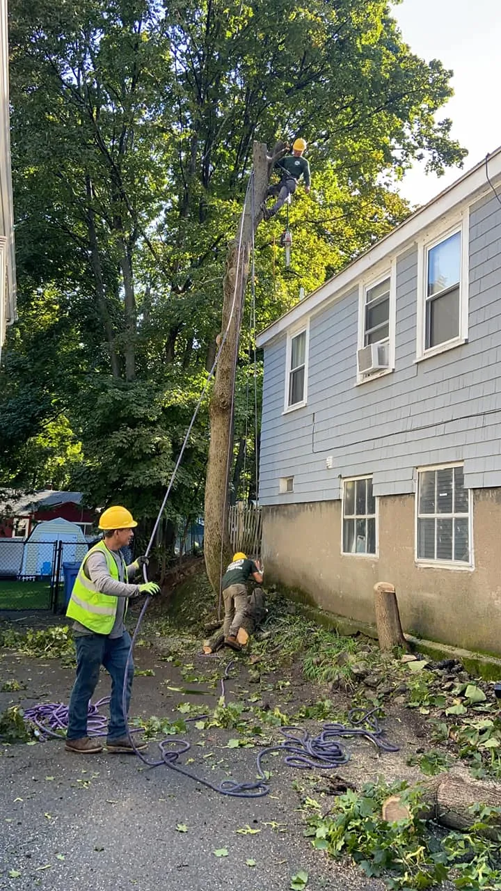 Boston Landscaping and Lawn Specialist