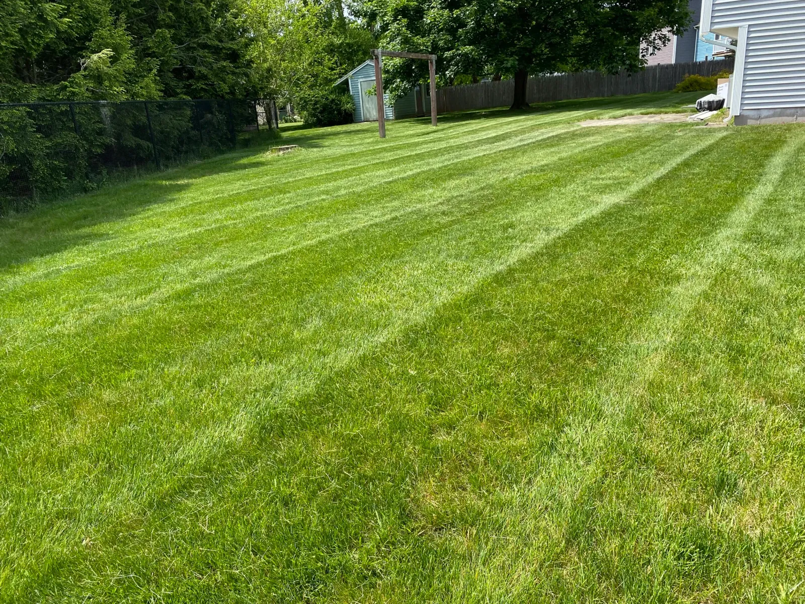 Freshly mowed lawn with visible stripes, surrounded by trees and a fence, next to a house.