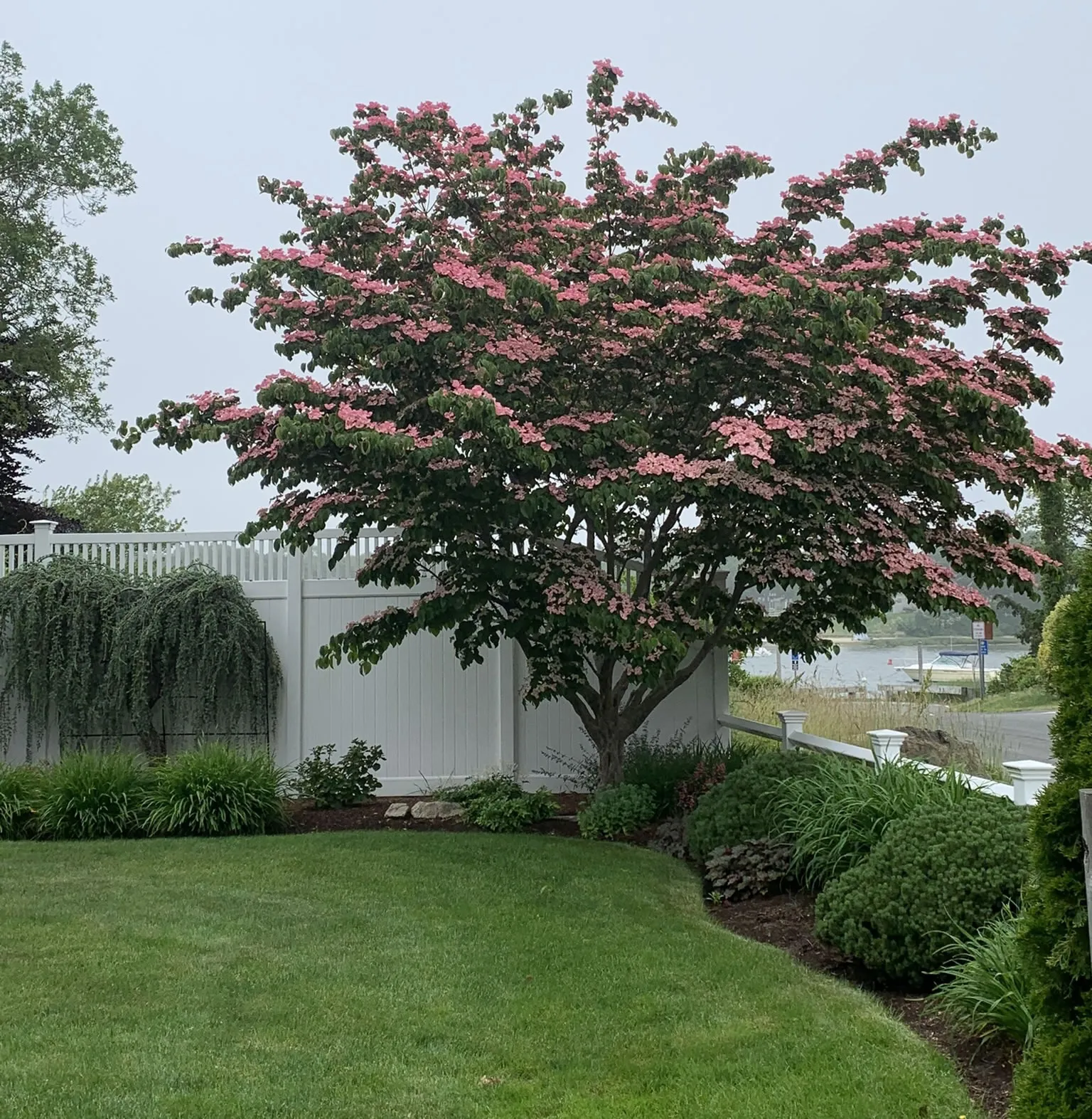 Barberio Satomi Dogwood Cape Cod Landscape