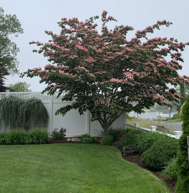 Barberio Satomi Dogwood Cape Cod Landscape