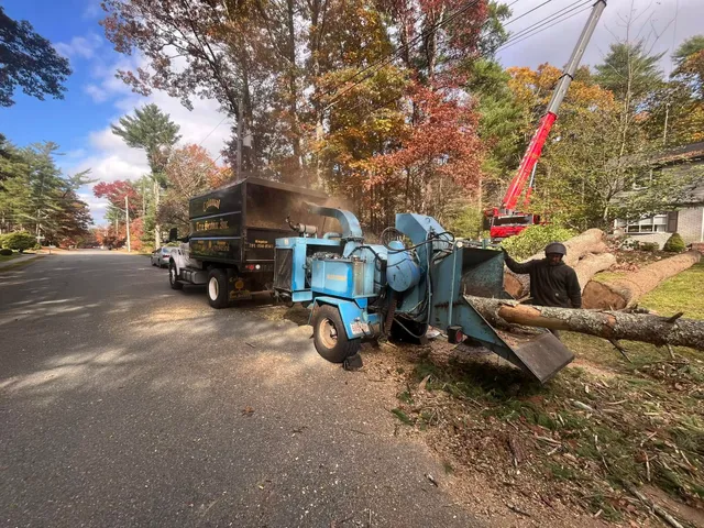 work photo from treeservicekingston.net