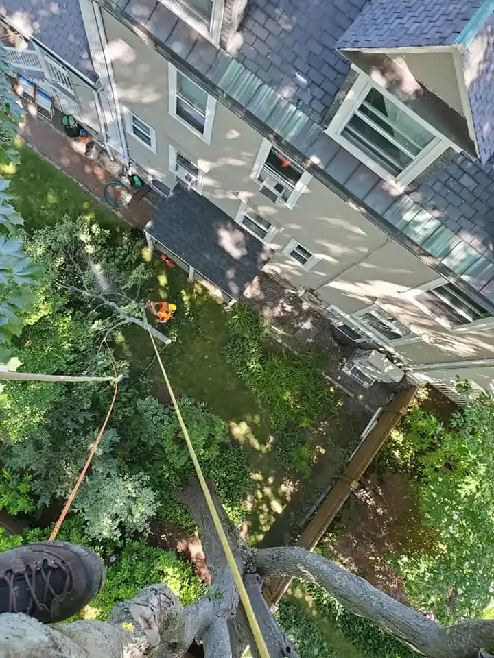 work photo from norfolktreeservice.com