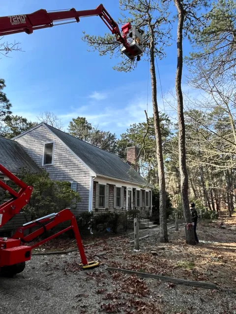 Cape Cod tree services, tree care Cape Cod, tree maintenance Cape Cod, tree removal and trimming Cape Cod, stump grinding Cape Cod, brush mowing Cape Cod, storm clean up Cape Cod, professional tree services Cape Cod, expert tree care Cape Cod, afford