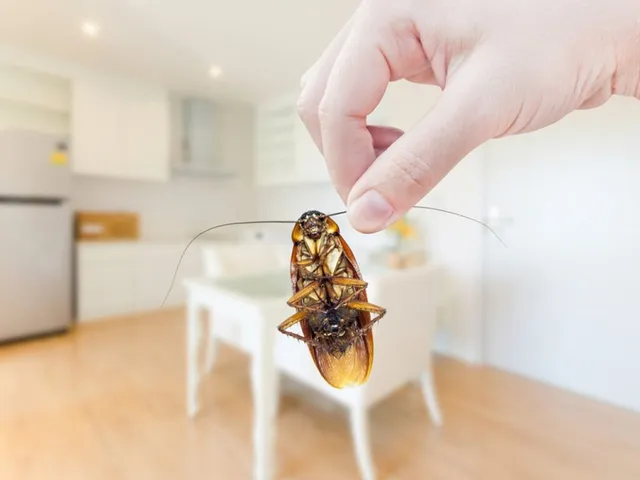 Cockroach extermination and roach control treatment