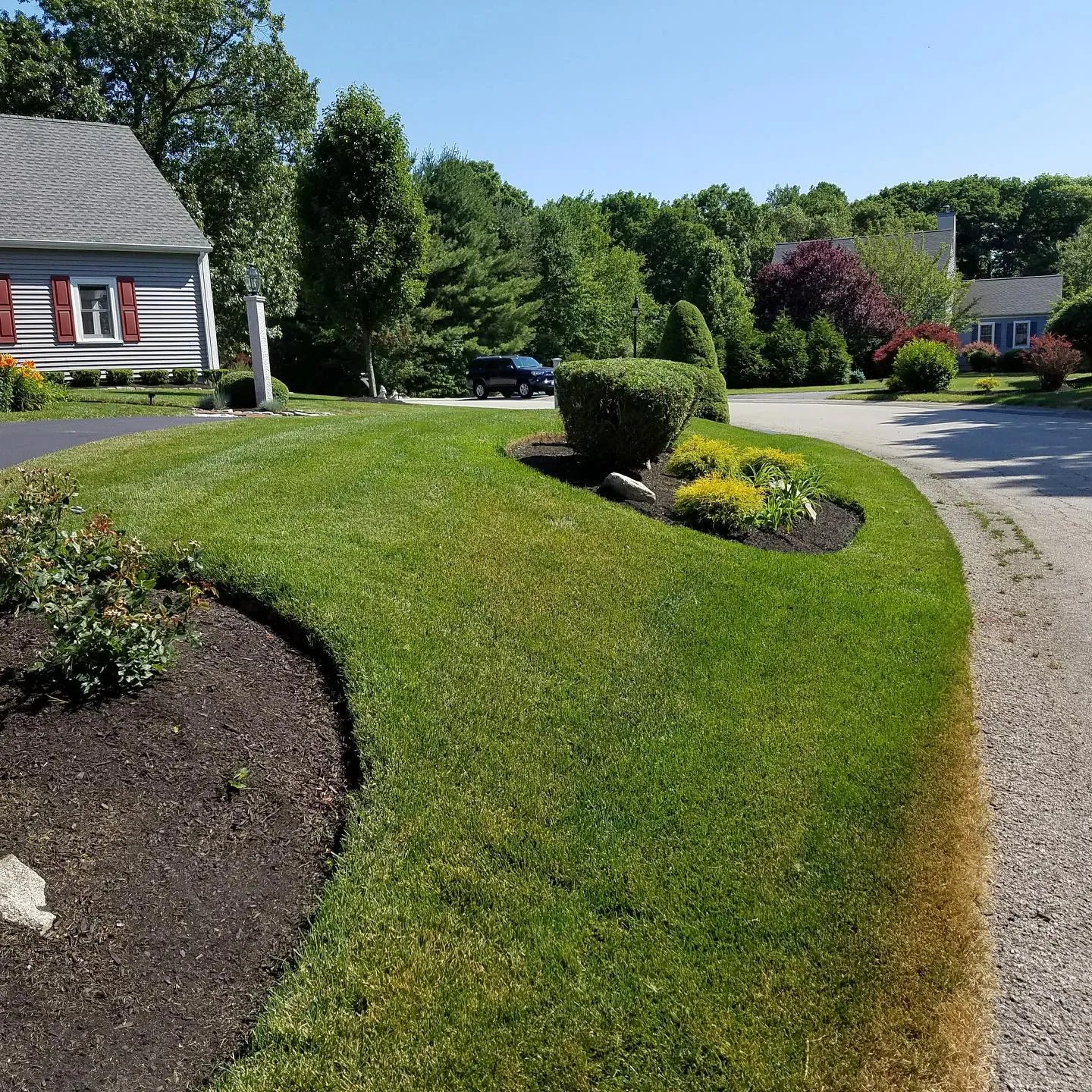 Curved mulch bed and shaped shrubs along a front walk