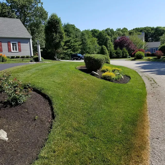 Curved mulch bed and shaped shrubs along a front walk
