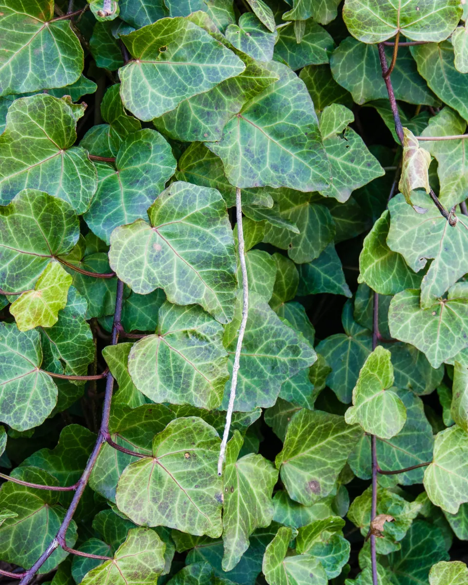 Wild ginseng plant with five-leaflet compound leaves and small white flowers