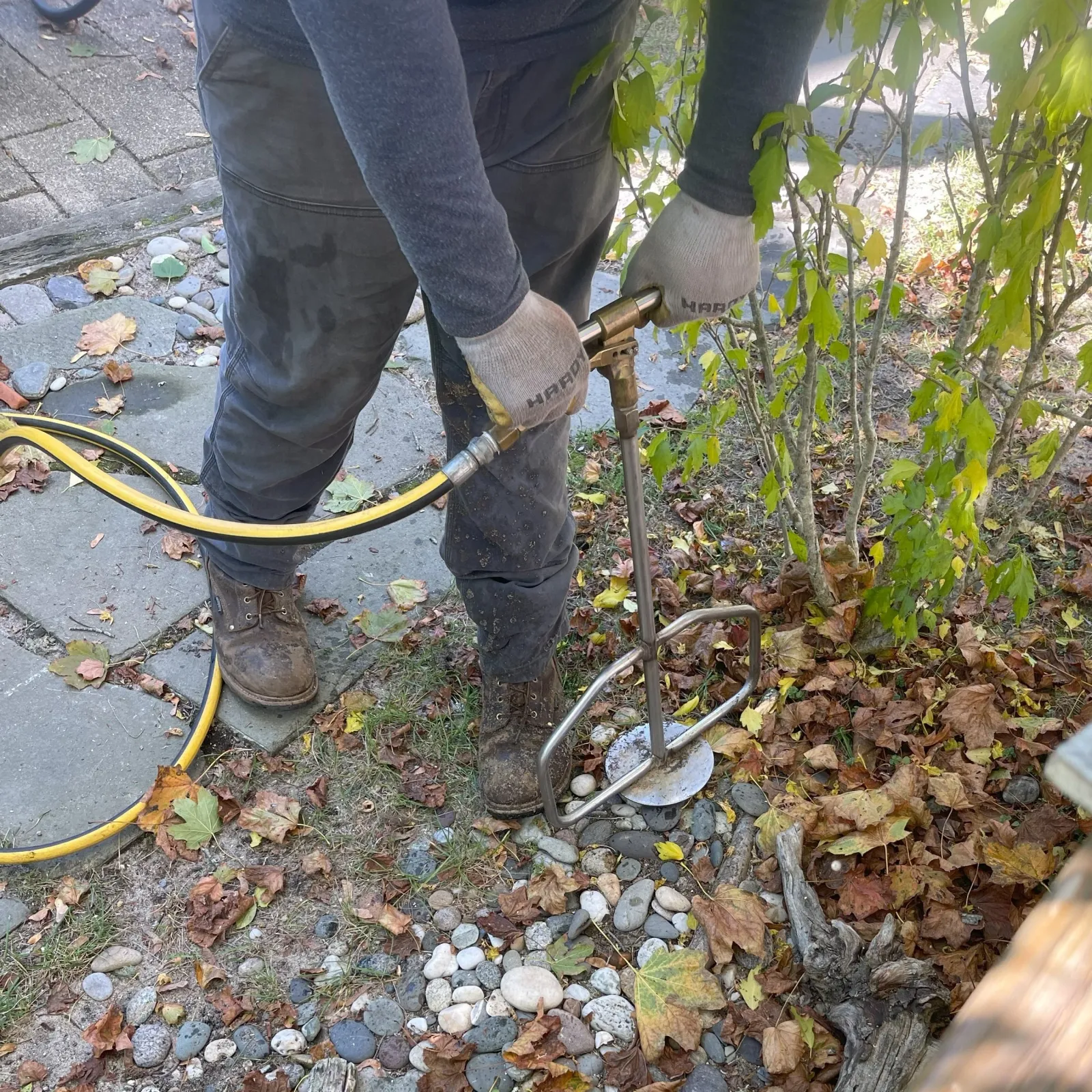Deep root M1_sq.jpg