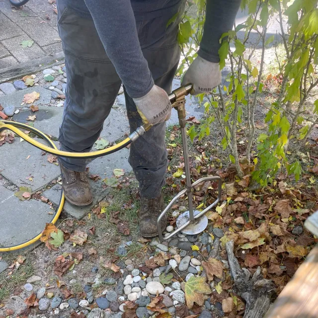 Deep root M1_sq.jpg