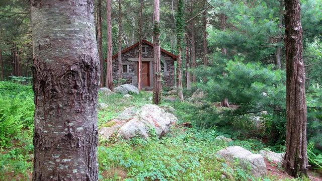 Woodland Cottage